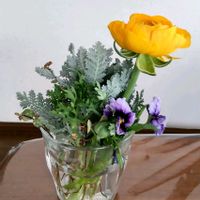 パンジー・ビオラ,ラナンキュラス,ビオラ,ビオラ,斑入りワイヤープランツの画像