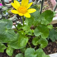 サクラソウ,リュウキンカ,クリスマスロ－ズ,勿忘草の画像