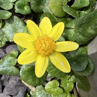 リュウキンカ,春のお花,小さな庭の画像