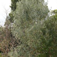 オリーブ,ギンバイカ,西洋ニンジンボク,オリーブ シプレッシーノ,果実の画像