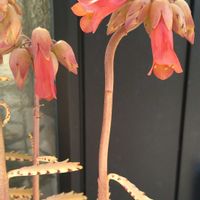 カランコエ,不死鳥,幸来花,SDGs,心に笑顔の花をの画像