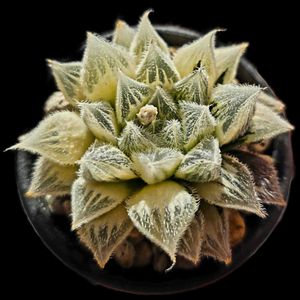 ベヌスタ錦 糊斑,子株,ハオルチア属,斑入,糊斑の画像