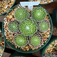 巻絹,センペルビウム,多肉植物,ガーデニングの画像