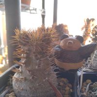 パキポディウム・グラキリス,パキポディウム属の画像