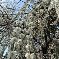 しだれ梅の画像