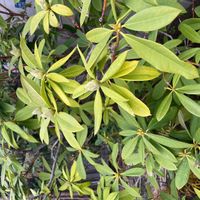 シャクナゲの画像