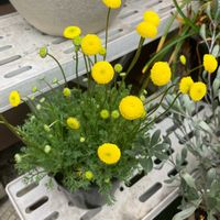 クラスペディアの画像