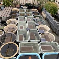 スイレン,ウォーターバコパ,メダカ達,ミニパピルス,めだかの画像