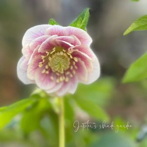 クリスマスローズ,広瀬園芸　クリスマスローズ,ナチュラルガーデン,ジャンクガーデン,シェードガーデンの画像