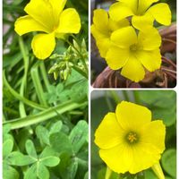 クレマチス,カタバミ,廃品利用,微笑みの画像