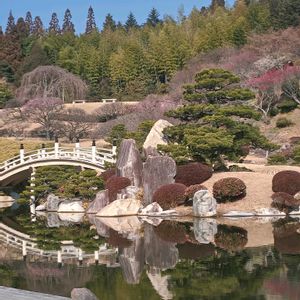 紅梅,紅梅,紅梅,梅(うめ),水鏡。の画像