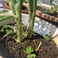 イチゴ,イチゴ,イチゴ,ネギ,ネギの画像