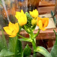 オーニソガラム,パンジー,パンジー,黒法師,黒法師の画像