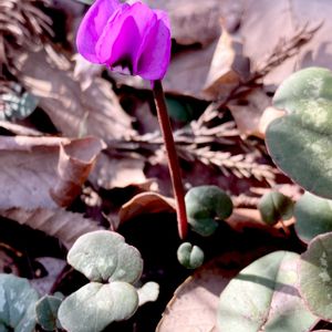 原種シクラメン,C.コウム,山野草,植栽,サクラソウ科の画像