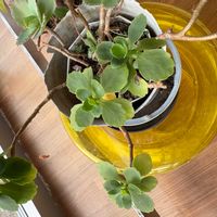 アロマティカスの画像