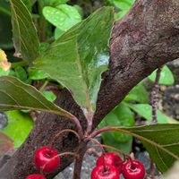 ヤブコウジ(十両)の画像