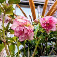 クリスマスローズ,コルジリネ レッドスター,八重咲きクリスマスローズの画像