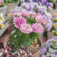 オステオスペルマム,プリンセスティアラ,オステオスペルマム　プリンセスティアラの画像