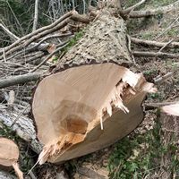 イチョウ,伐採の画像