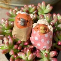 オーロラ,虹の玉,多肉植物,セダム属,富山支部の画像