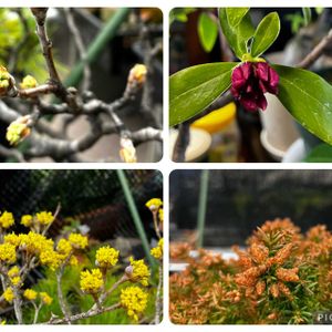 サンシュユ,スギ,沈丁花,満州小梨,盆栽の画像