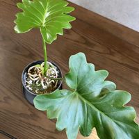 フィロデンドロン・セローム,セローム,お迎え,根上がり セローム,ホムパトの画像