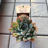 花うらら,多肉植物,エケベリア属の画像
