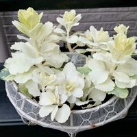 ハボタン,挿し木,春らしい,植物はたくましい,チーム愛知の画像