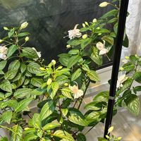 フクシア,フクシア プーニーの画像