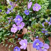 ベロニカ,ベロニカ・オックスフォードブルー,ガーデニング,花のある暮らし,小さい庭の画像