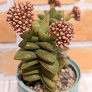 神童,多肉植物,クラッスラ属,多肉植物の花,多肉植物の紅葉の画像