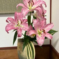 スターチス,スターチス,ハナモモ,ユリ,オリエンタルリリーの画像