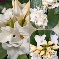 サザンカ,ジンチョウゲ,ジンチョウゲ,ジンチョウゲ,マサキの画像