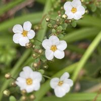 ユキヤナギ,公園,白い花,落葉低木,道端の画像