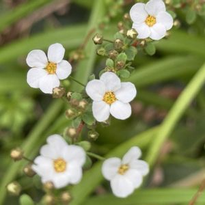 ユキヤナギ,公園,白い花,落葉低木,道端の画像