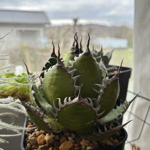 マユミ,アガベ,アガベ ホリダ,盆栽,塊根植物の画像