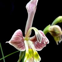 グラジオラス,原種 グラジオラス  ,グラジオラス ウイシアエ,植物男子ベランダー,小さな小さな庭の画像