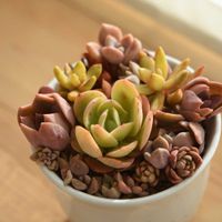 銘月,ピーチプリデ,多肉植物,植中毒,タニラーの画像