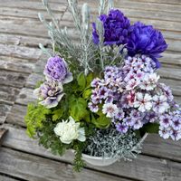 ブラキカム,マトリカリア,プリムラ マラコイデス,デイジー,八重咲き　アネモネの画像