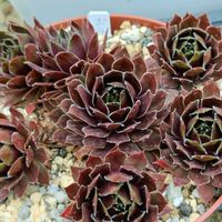 センペル,センペルビブム属,センペルビウム,センペルビブム,センペルビウム属の画像