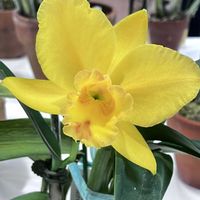 カトレア,シンビジウム,ミニカトレア,綺麗,冬の楽しみの画像