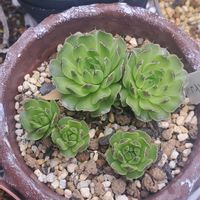 オリーブ,クリスマスローズ,爪蓮華,サンバースト綴化,アエオニウム シャネルの画像