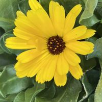 ムスカリ,ベロニカ・オックスフォードブルー,カレンデュラ,ラナンキュラス　ラックス,カラス葉ヒメリュウキンカの画像