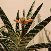 アロエの蕾,アロエ　千代田錦,アロエ　千代田錦,アロエ属の画像