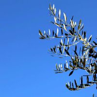 オリーブ,山野草,癒し,小豆島,繋がりに感謝✨の画像