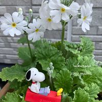 サクラソウ,朧月,プリムラ　ジュリアン,パンジーアプリコットメルバ,ユニークカラーパンジーの画像