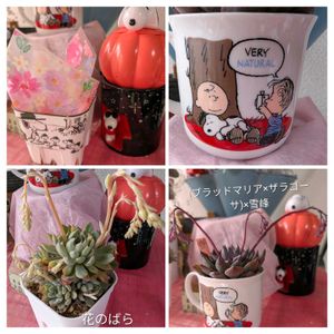 花のばら,多肉植物,カット苗,ベランダ多肉,毎月2日はスヌーピーの日の画像