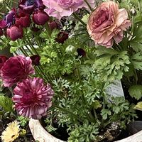 小松菜,小松菜,ラナンキュラス セレンディ,ラナンキュラス セレンディ,ラナンキュラス セレンディの画像