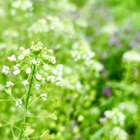 ナズナ,ペンペングサ,ペンペングサ,雑草。,道端の草花の画像