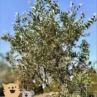 アセビ,オリーブ,サザンカ,サザンカ,オリーブの木の画像